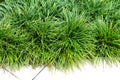 Grass for decor