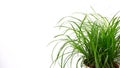 Grass decoration at white background with copy space for your own text