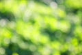 grass defocused background Royalty Free Stock Photo