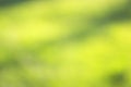 grass defocused background Royalty Free Stock Photo