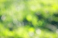 grass defocused background Royalty Free Stock Photo