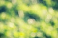 grass defocused background Royalty Free Stock Photo