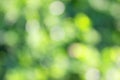 grass defocused background Royalty Free Stock Photo