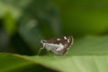 Grass Demon butterfly seen in Amboli,Maharashtra,India