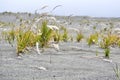 Grass in the desert