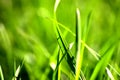 Grass detail