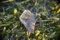 Grass Detail Frost Ice Nature Leaf Green Moss Royalty Free Stock Photo