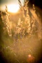 Grass detail at sunset