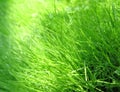 Grass & dew Royalty Free Stock Photo