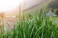 Grass with dew on the background of the mountains Royalty Free Stock Photo