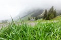 Grass with dew on the background of the mountains Royalty Free Stock Photo