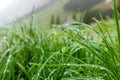 Grass with dew on the background of the mountains Royalty Free Stock Photo