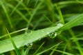 Grass Dew Detail Royalty Free Stock Photo