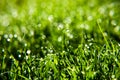 Grass with dew drops Royalty Free Stock Photo