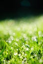 Grass with dew drops Royalty Free Stock Photo