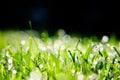 Grass with dew drops Royalty Free Stock Photo