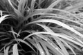 Grass with dew drops on it in black and white