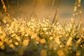 Grass with dew drops, blurred background in eco style with green Royalty Free Stock Photo