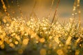 Grass with dew drops, blurred background in eco style with green grass, sunlight and water drops. Morning freshness Royalty Free Stock Photo