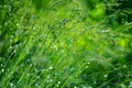 Grass and dew drops on bokeh background Royalty Free Stock Photo