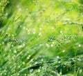 Grass and dew drops on bokeh background Royalty Free Stock Photo