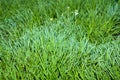 Grass with dew drops at dawn. Wallpaper green grass in dew. Green meadow grass after rain. Royalty Free Stock Photo