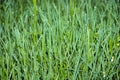 Grass with dew drops at dawn. Wallpaper green grass in dew. Green meadow grass after rain. Royalty Free Stock Photo