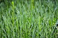 Grass with dew drops at dawn. Wallpaper green grass in dew. Green meadow grass after rain. Royalty Free Stock Photo