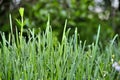 Grass with dew drops at dawn. Wallpaper green grass in dew. Green meadow grass after rain. Royalty Free Stock Photo