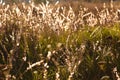 Grass with dew drops Royalty Free Stock Photo