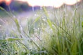 Grass with dew drops Royalty Free Stock Photo