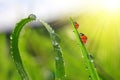 Grass with dew drops and ladybirds Royalty Free Stock Photo