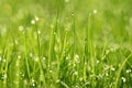 Grass with dew drops, macro shooting