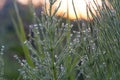 Grass with dew drops Royalty Free Stock Photo