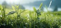 grass with dew drops, serene atmospheres Royalty Free Stock Photo