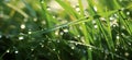 grass with dew drops, serene atmospheres Royalty Free Stock Photo