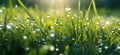 grass with dew drops, serene atmospheres Royalty Free Stock Photo