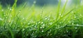 grass with dew drops, serene atmospheres Royalty Free Stock Photo