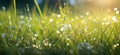 grass with dew drops, serene atmospheres Royalty Free Stock Photo