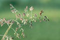 Grass with dew drops on a summer meadow, a macro