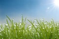 Grass with dew drops and sun Royalty Free Stock Photo