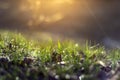 Grass with dew drops at sunrise a blurred background. Shallow depth of field Royalty Free Stock Photo