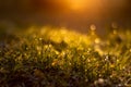 Grass with dew drops at sunrise a blurred background. Shallow depth of field Royalty Free Stock Photo