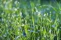 Grass, Dew, Green Color, Close-up, Drop Royalty Free Stock Photo