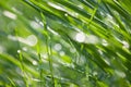 Grass dew macro abstract Royalty Free Stock Photo