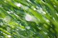 Grass dew macro abstract Royalty Free Stock Photo