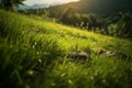 Grass with dew in the sun. Sunny morning in the mountains. generative ai Royalty Free Stock Photo