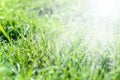 Grass and dew in the sunlight Royalty Free Stock Photo