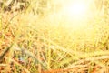 Sunshine rays with drops dew meadow grass Royalty Free Stock Photo