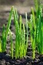 Grass dewdrops Royalty Free Stock Photo